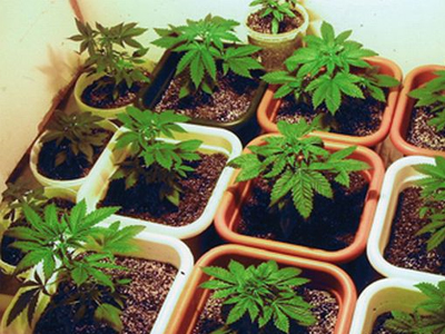 Καλλιεργούσε κάνναβη